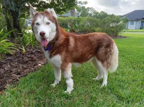 Karmy, Adoptable, Adult Female Siberian Husky.