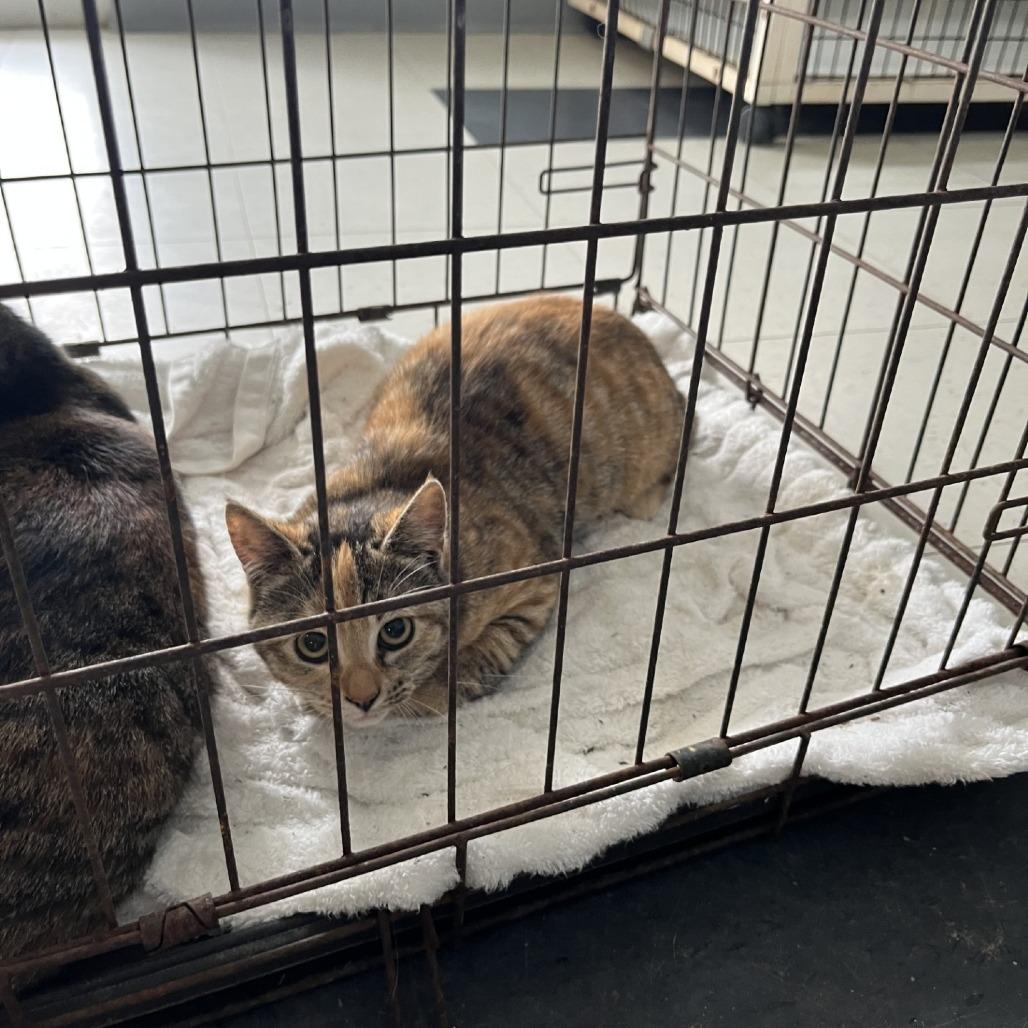 Terriaki, Adoptable, Kitten Female Domestic Short Hair.