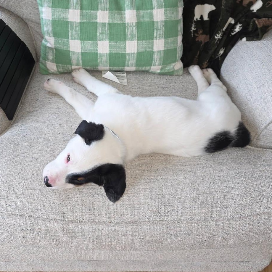 Frozone, a ADOPTABLE mixed breed in Watertown, WI image 2/3