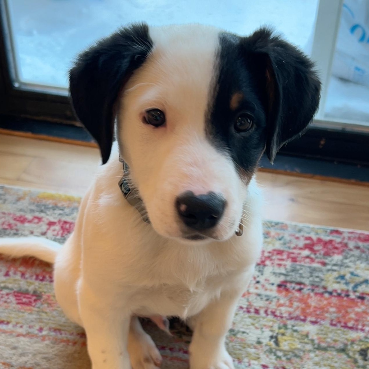 Enlarge Frozone, an adopted mixed breed in Watertown, WI image 3/5