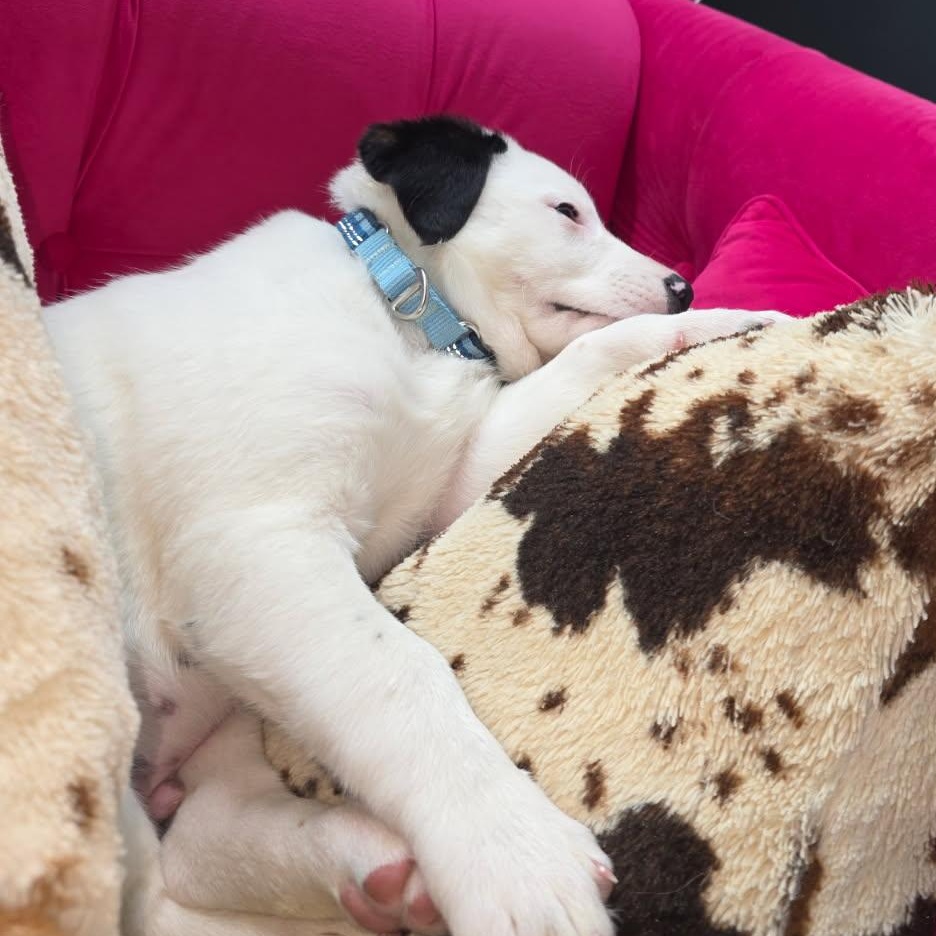 Frozone, a ADOPTABLE mixed breed in Watertown, WI image 3/3