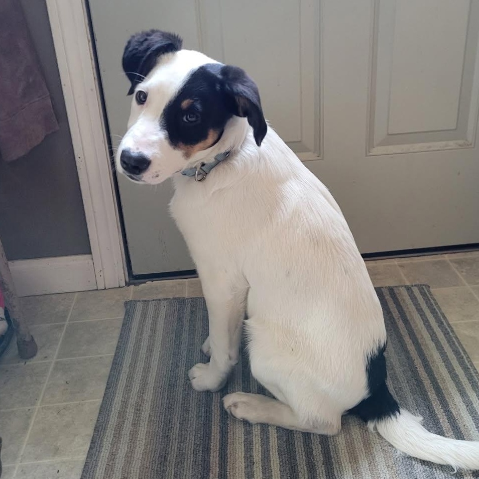 Enlarge Frozone, an adopted mixed breed in Watertown, WI image 1/5