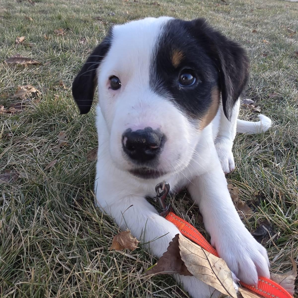 Frozone, a ADOPTABLE mixed breed in Watertown, WI image 1/3