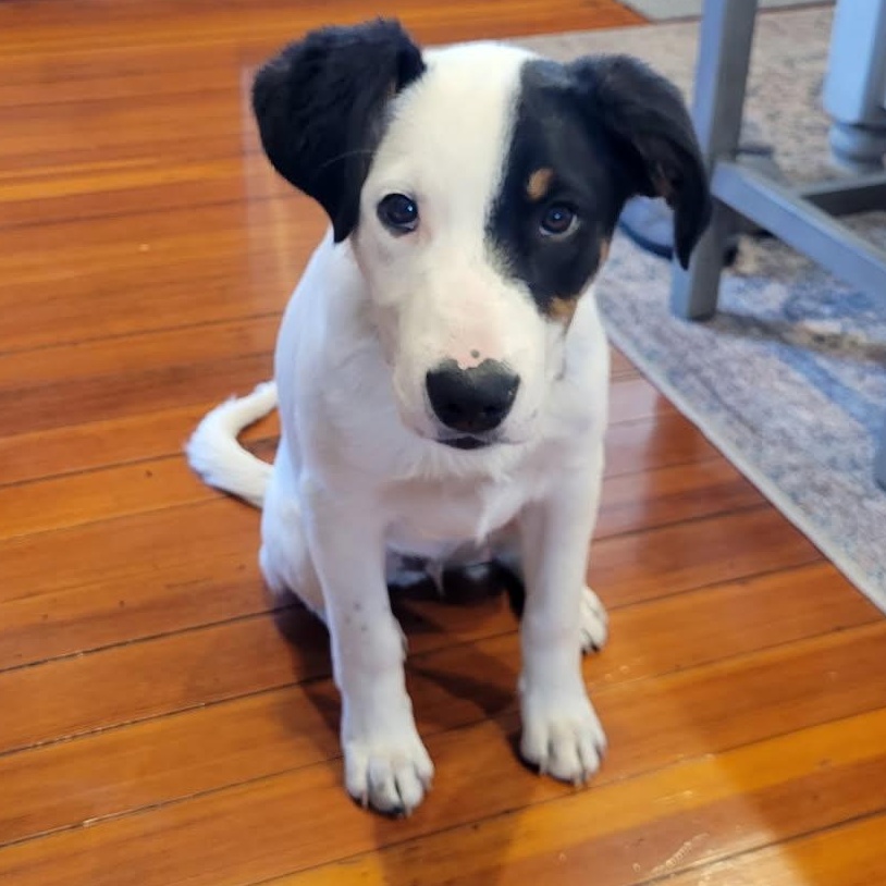 Enlarge Frozone, an adopted mixed breed in Watertown, WI image 2/5