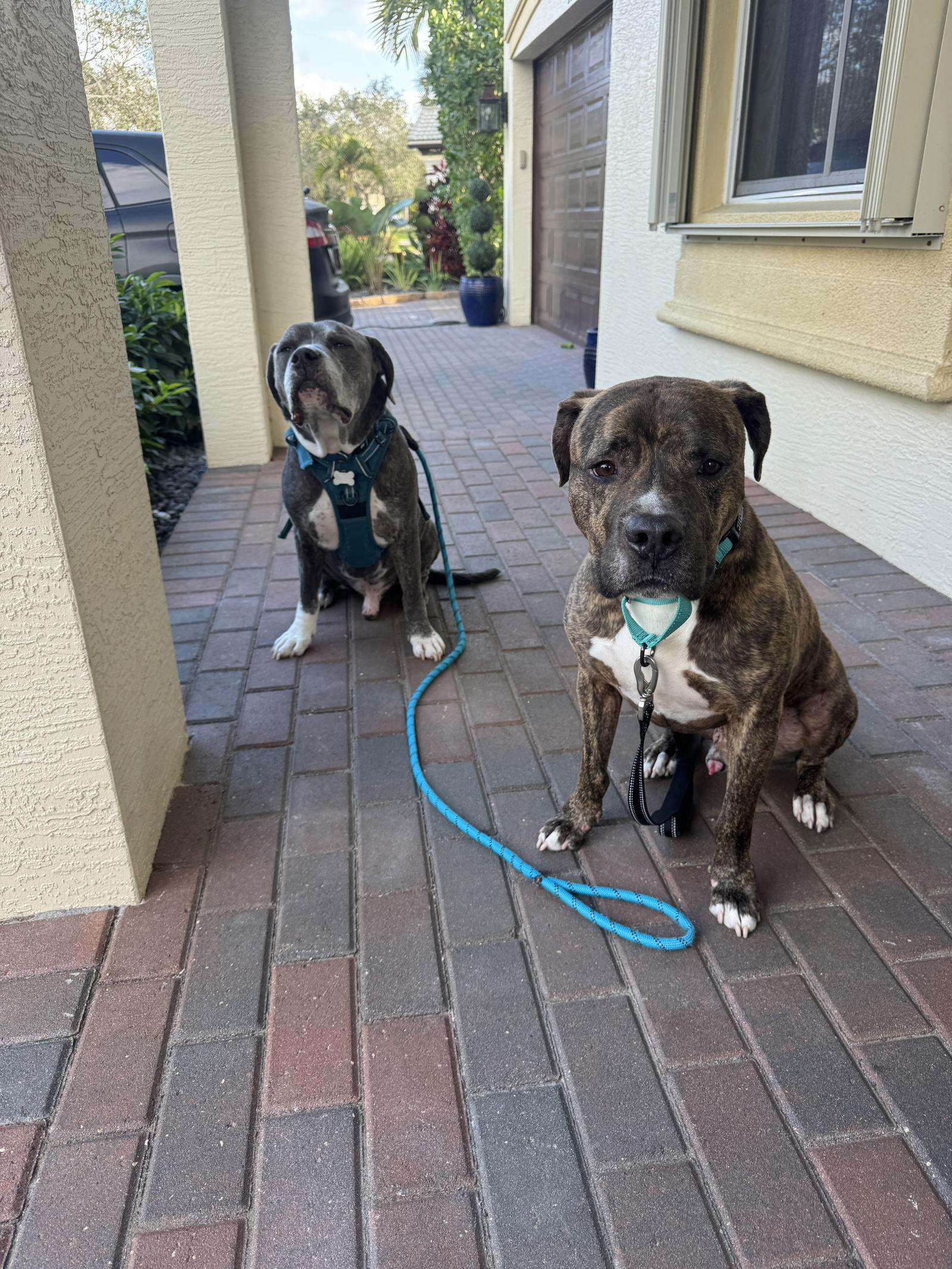 Enlarge Speckles, a Adoptable American Staffordshire Terrier in Lighthouse Point, FL image 2/3