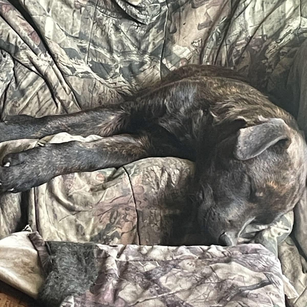 Benny, a Adoptable mixed breed in Midland, MI image 3/3