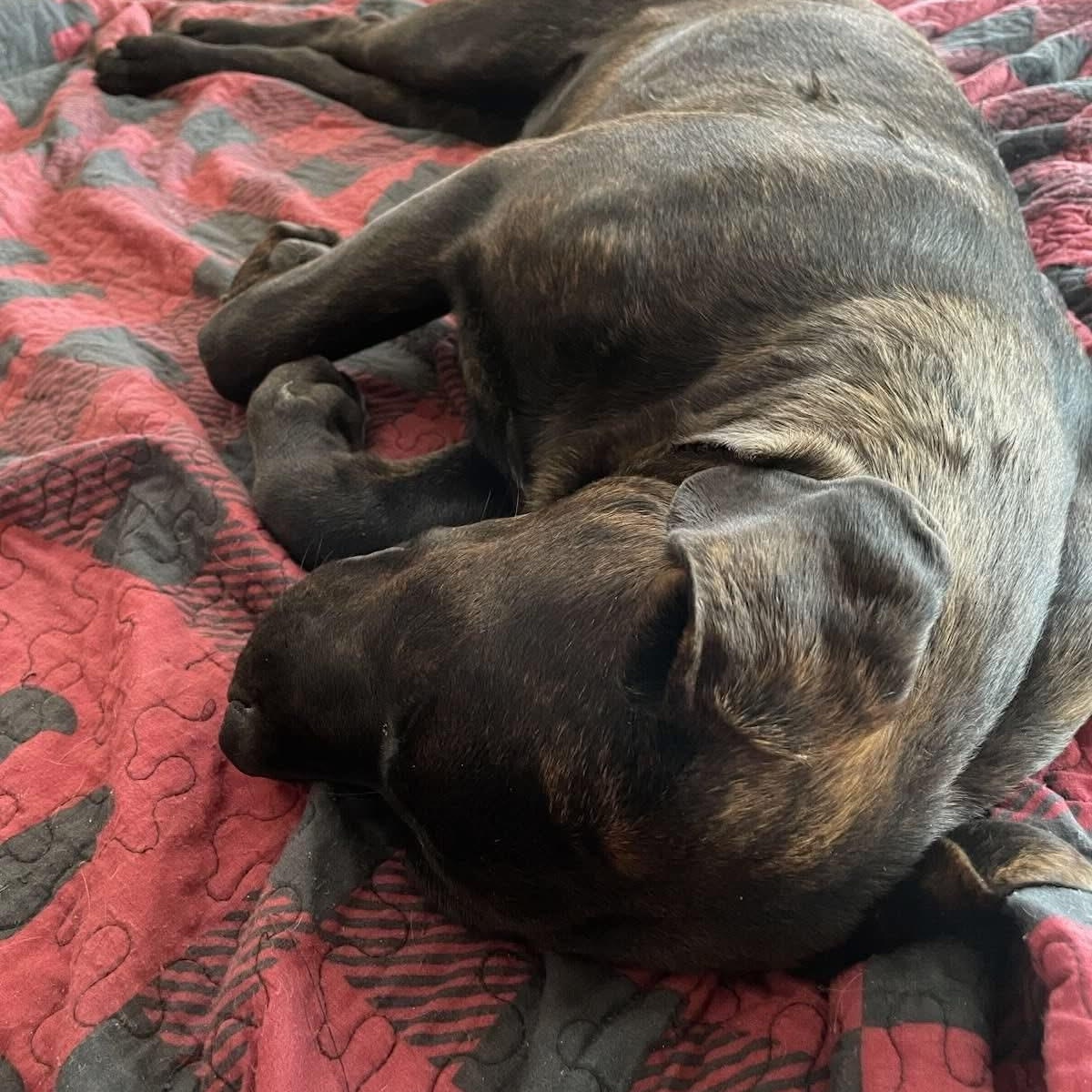 Benny, a Adoptable mixed breed in Midland, MI image 2/3