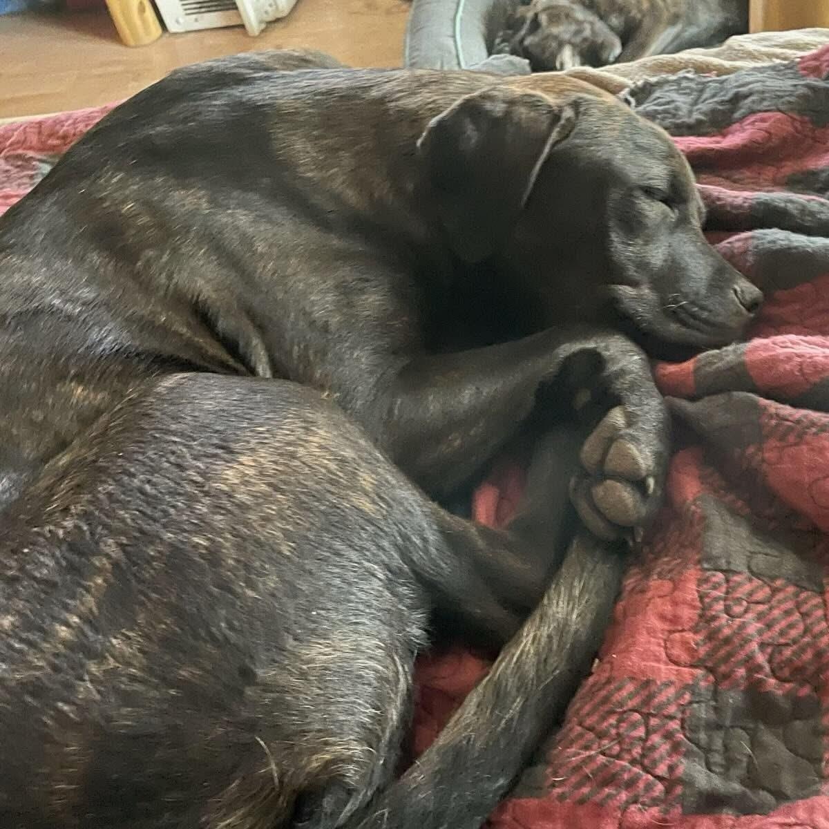 Benny, Adoptable, Young Male Rottweiler & Pit Bull Terrier.