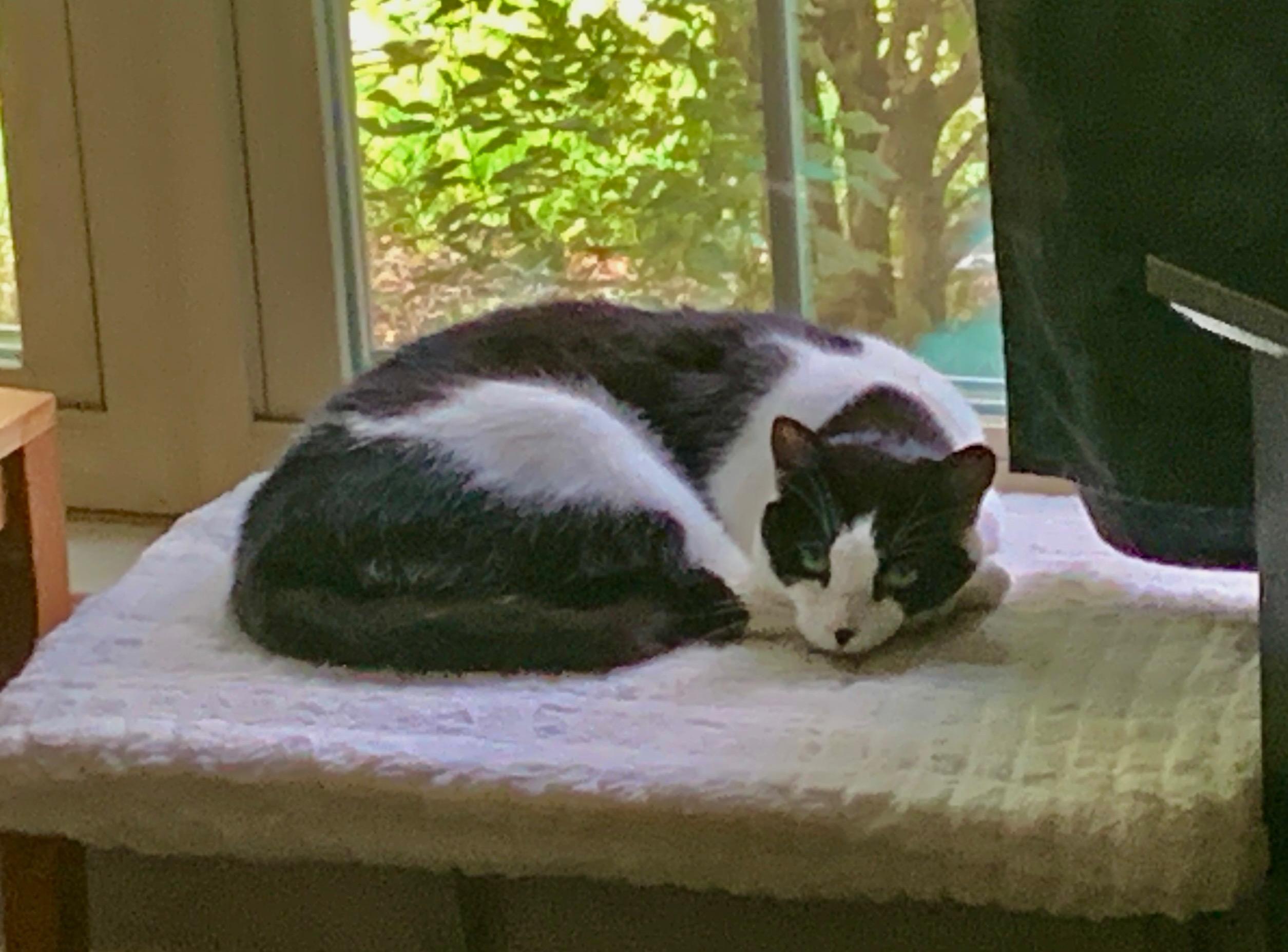 Enlarge Cindy, a Adoptable mixed breed in Bonaire, GA image 5/6