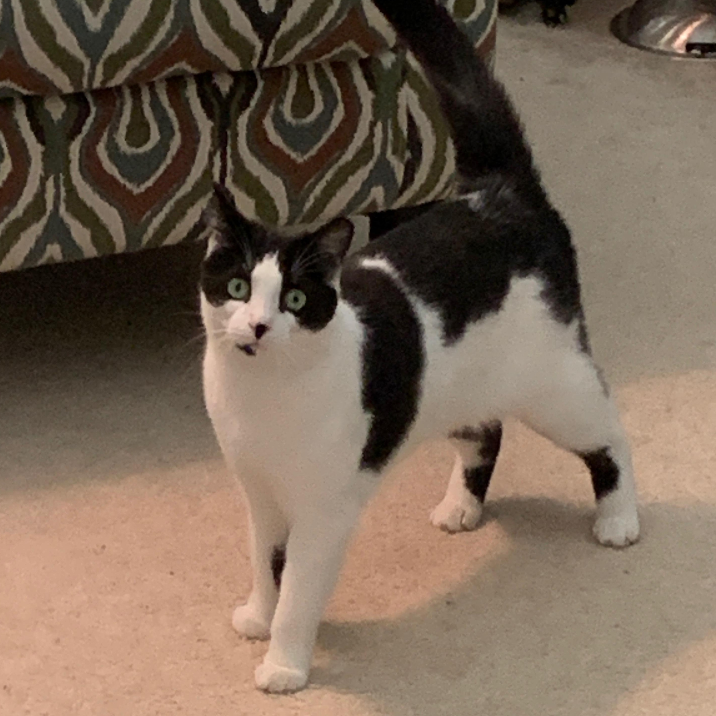 Enlarge Cindy, a Adoptable mixed breed in Bonaire, GA image 3/6