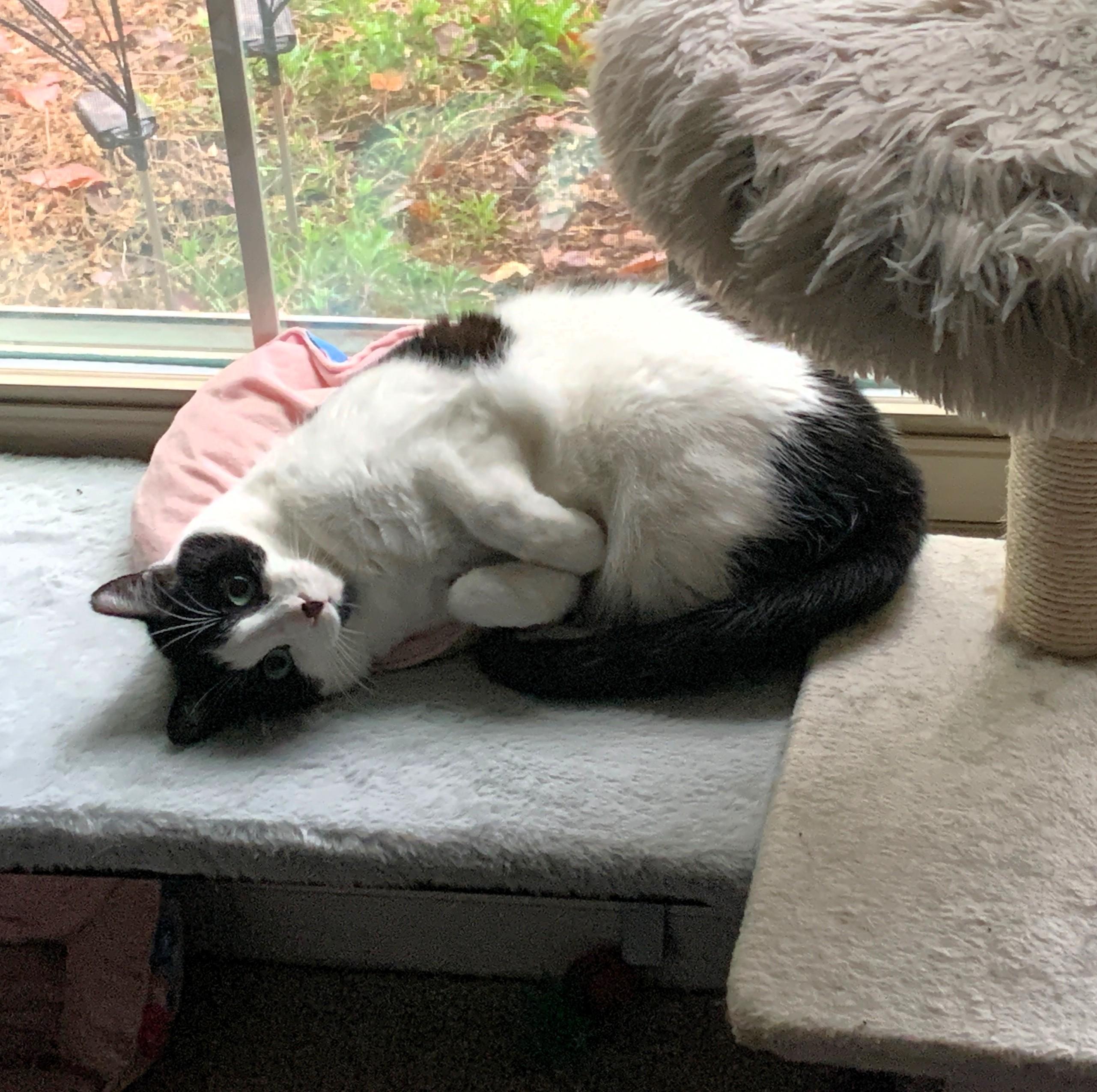 Enlarge Cindy, a Adoptable mixed breed in Bonaire, GA image 4/6