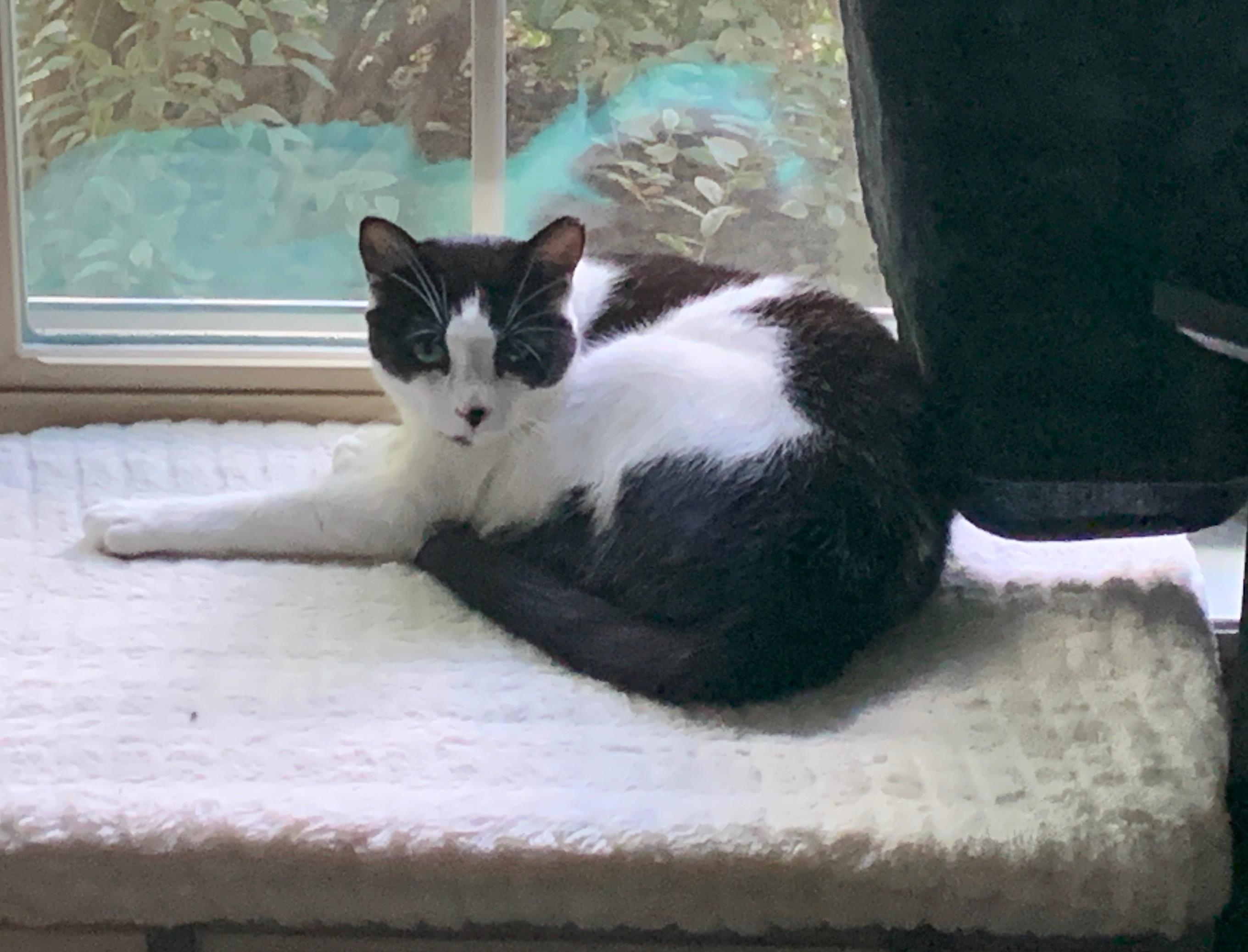 Cindy, Adoptable, Young Female Tuxedo.