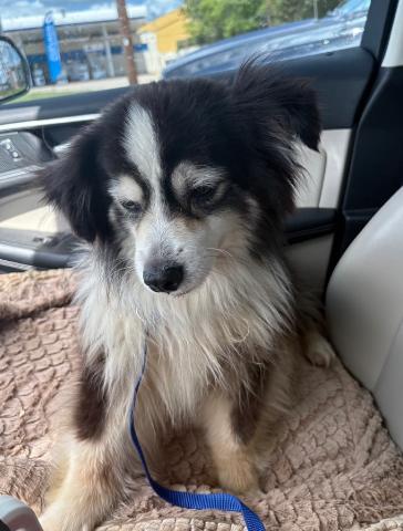 Ollie, Adoptable, Adult Male Australian Shepherd.