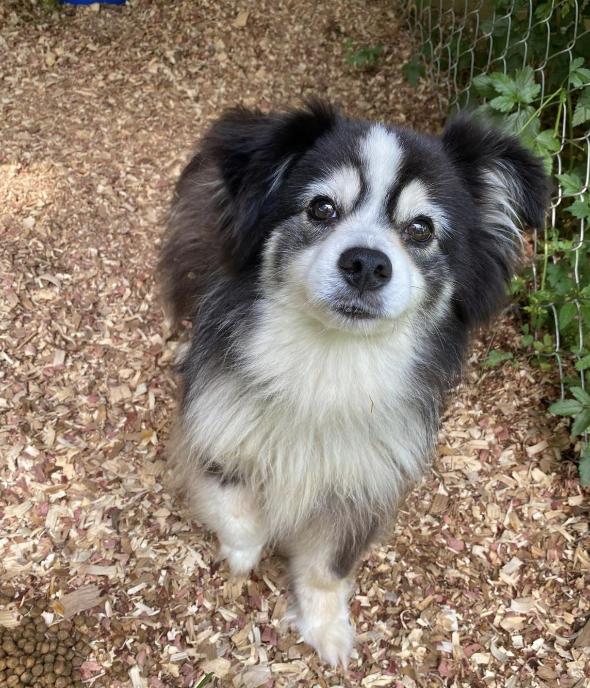 Enlarge Ollie, a Adoptable Australian Shepherd in Arlington, TX image 2/2