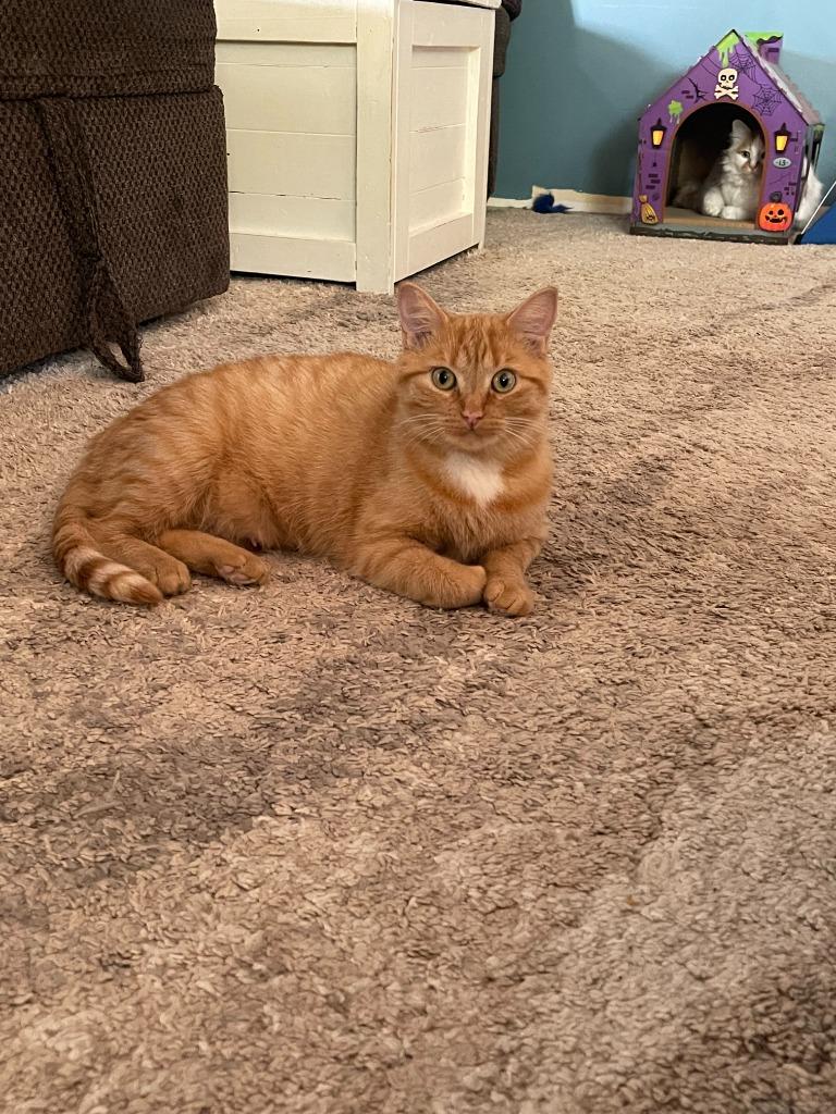 Enlarge Abigail / Graham 1, a Adoptable Domestic Short Hair in Arthur, ON image 2/5