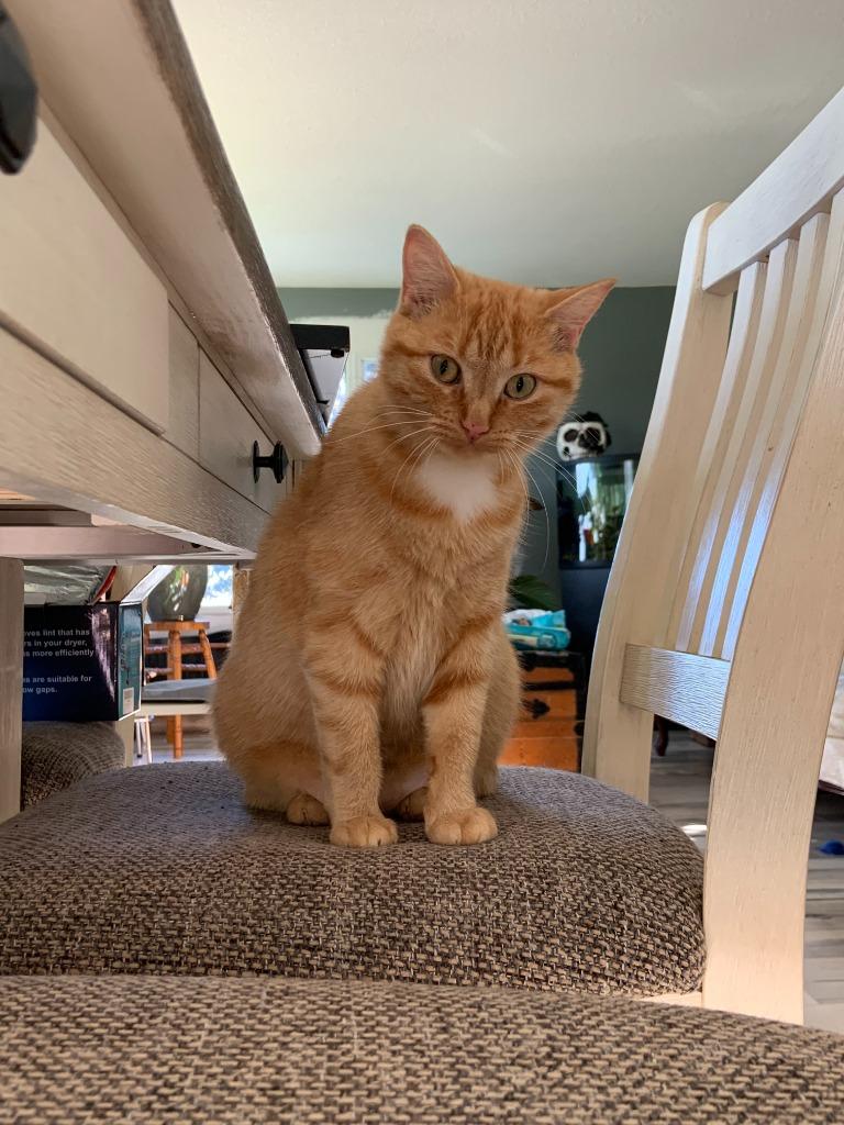 Enlarge Abigail / Graham 1, a Adoptable Domestic Short Hair in Arthur, ON image 3/5