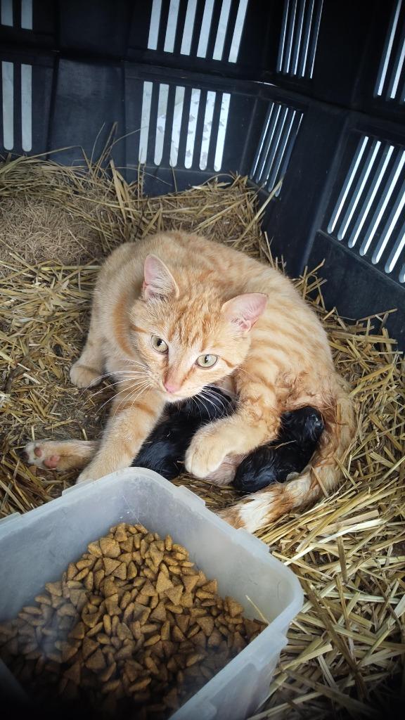 Enlarge Abigail / Graham 1, a Adoptable Domestic Short Hair in Arthur, ON image 4/5