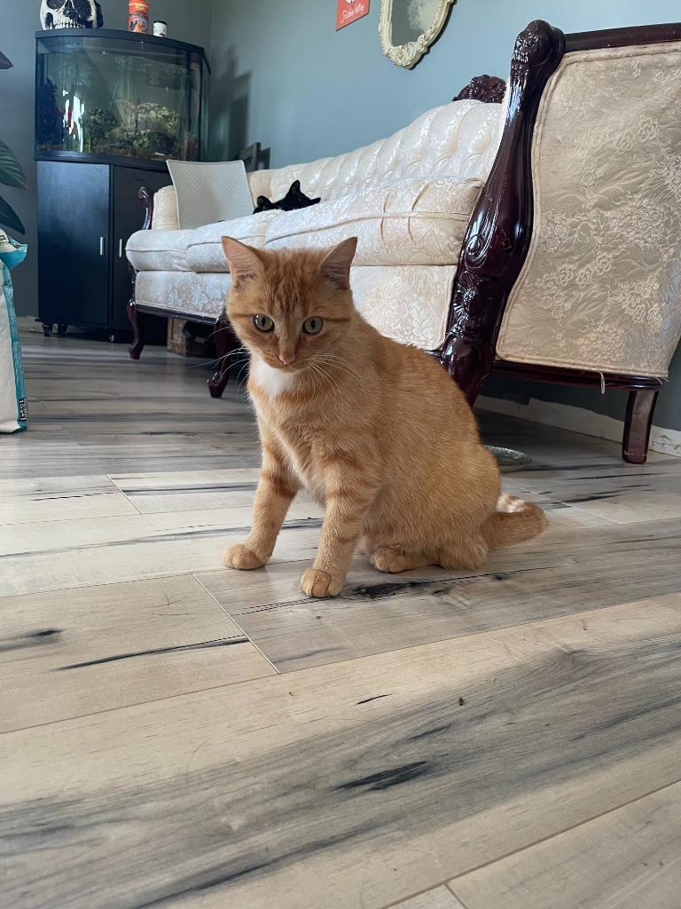 Enlarge Abigail / Graham 1, a Adoptable Domestic Short Hair in Arthur, ON image 5/5