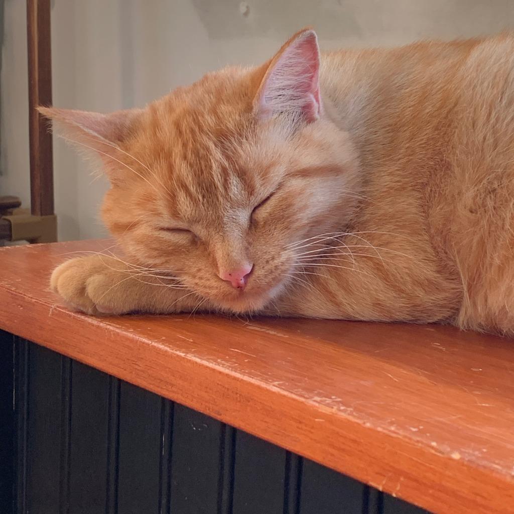 Enlarge Abigail, a Adoptable Domestic Short Hair in Arthur, ON image 4/5