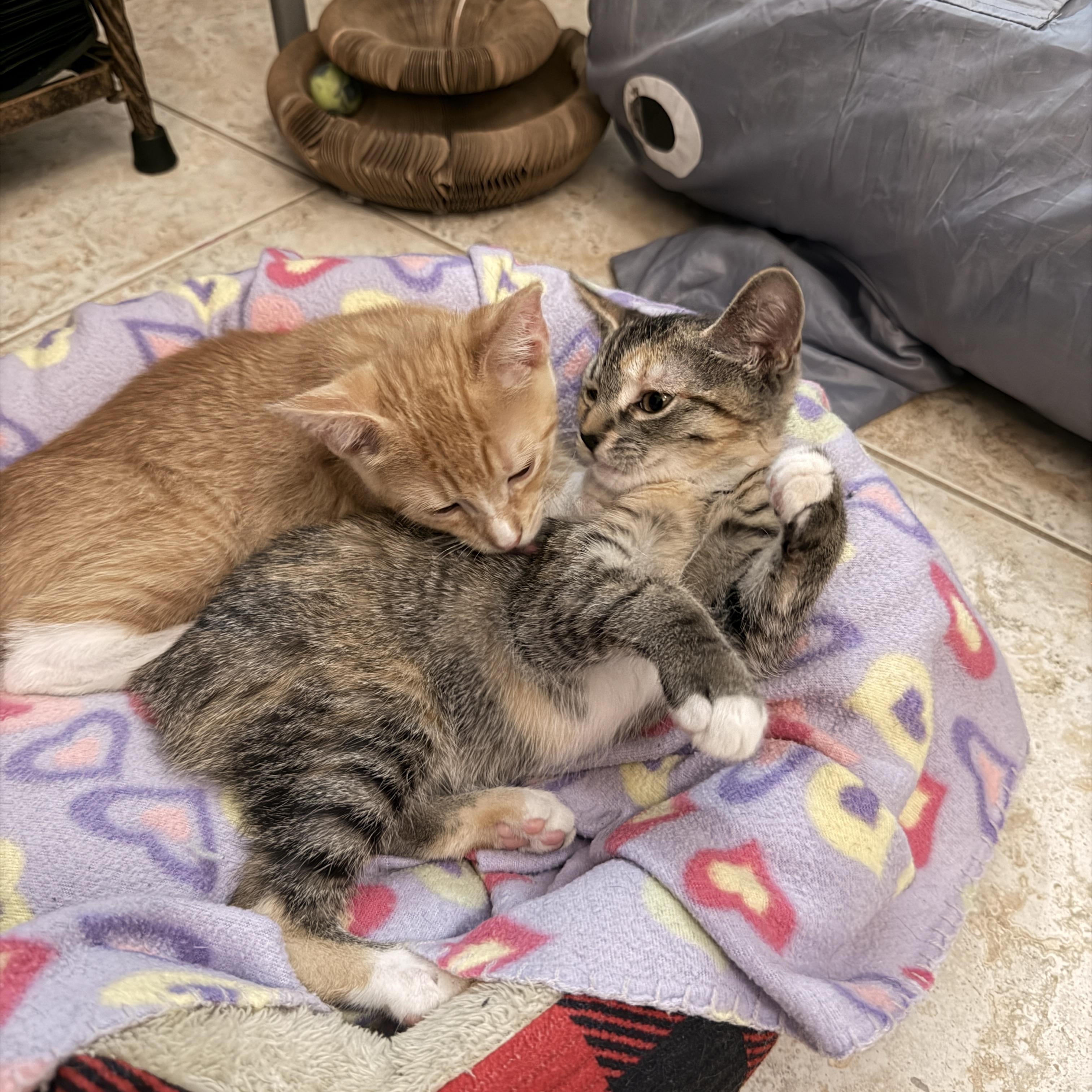 Sweet Emmie, a ADOPTABLE mixed breed in Boca Raton, FL image 6/6