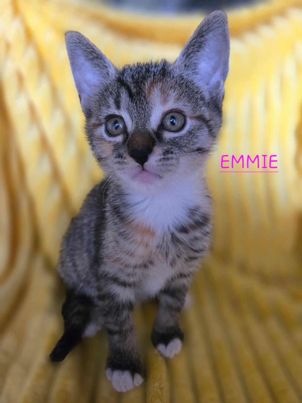 Enlarge Sweet Emmie, a ADOPTABLE mixed breed in Boca Raton, FL image 2/5