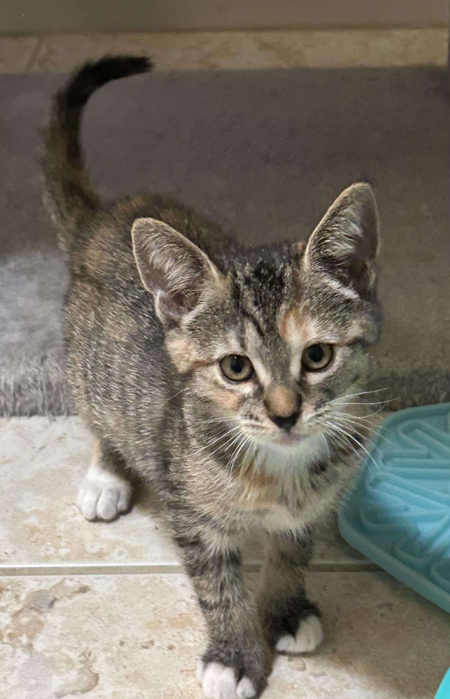 Enlarge Sweet Emmie, a ADOPTABLE mixed breed in Boca Raton, FL image 4/5