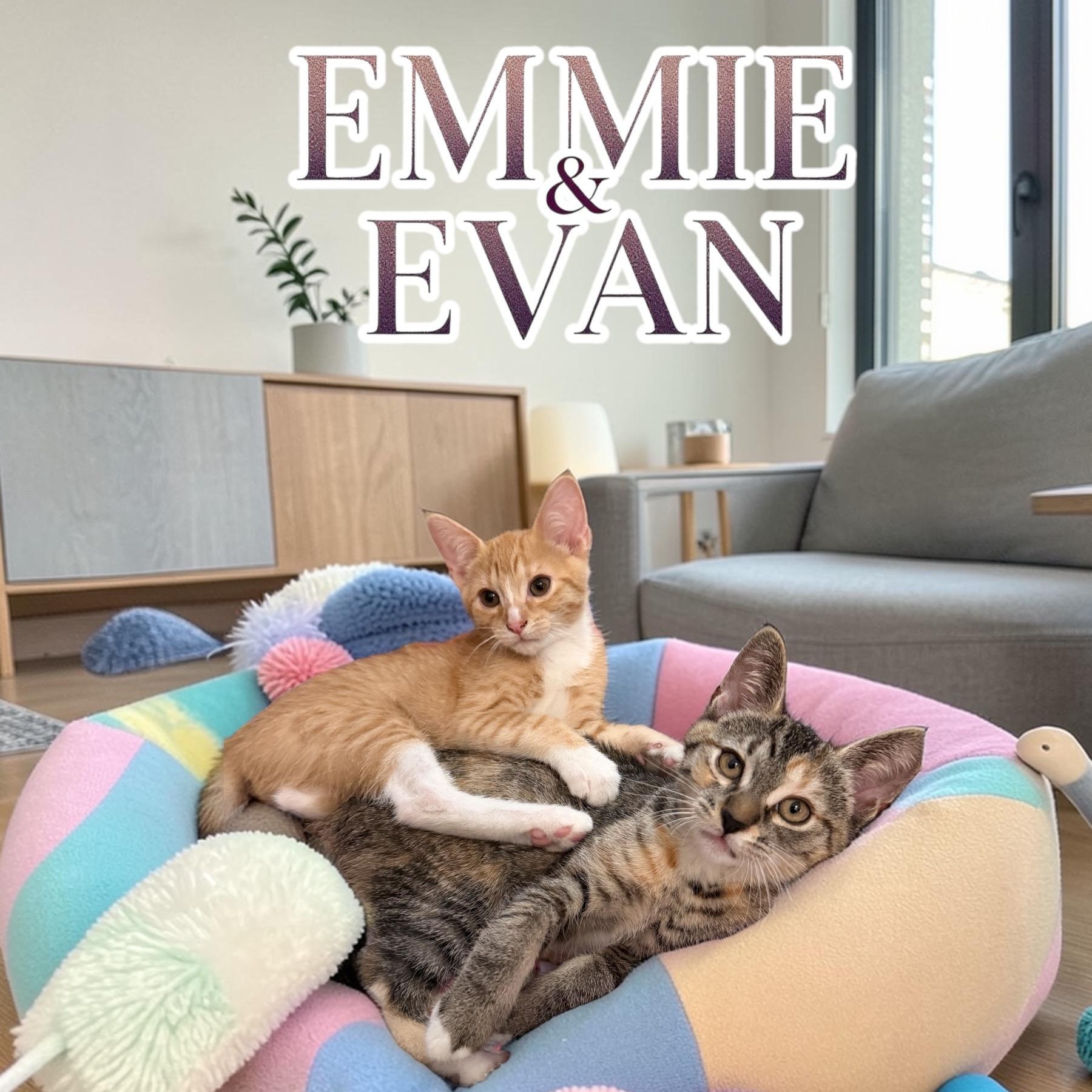 Sweet Emmie, a ADOPTABLE mixed breed in Boca Raton, FL image 1/6