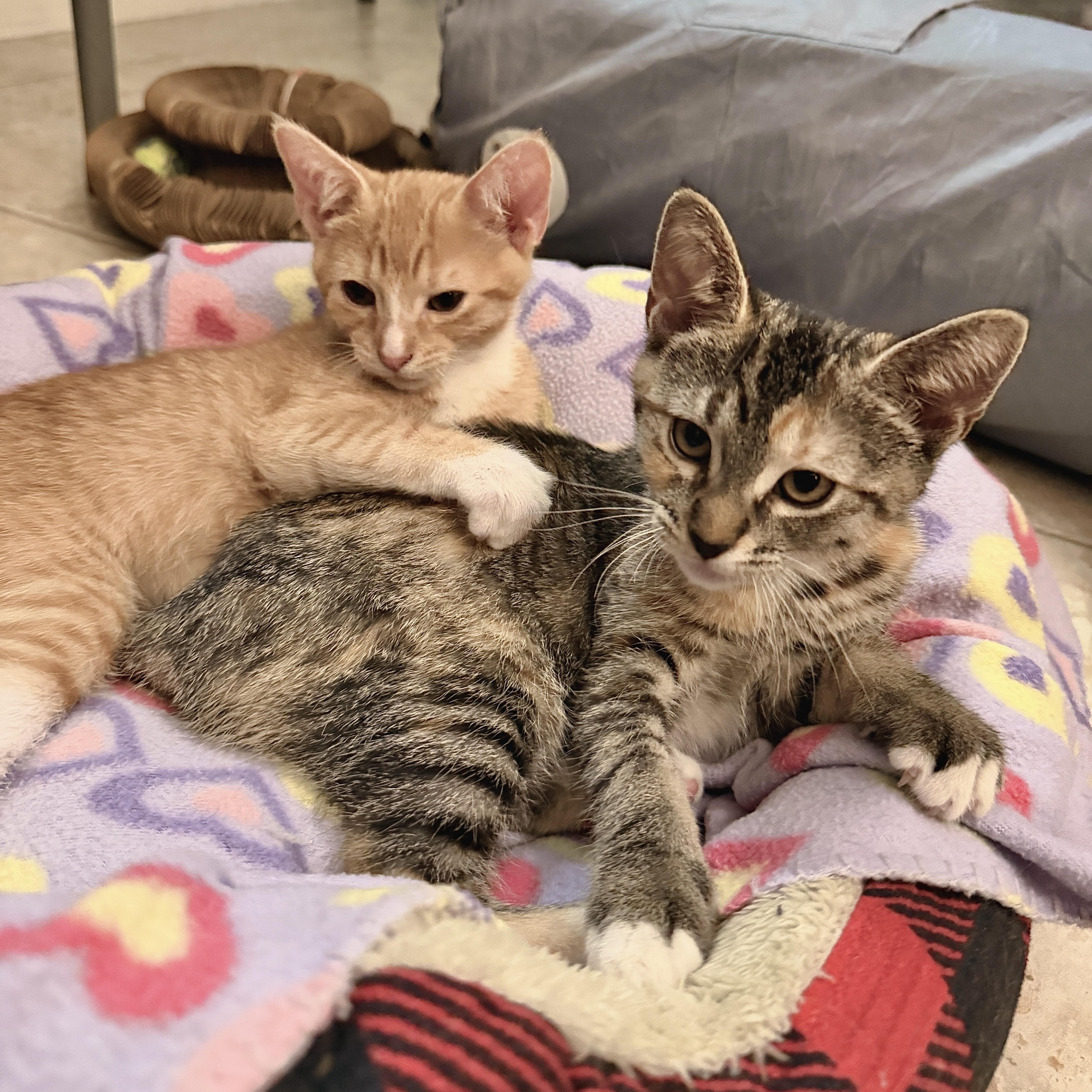 Sweet Emmie, a ADOPTABLE mixed breed in Boca Raton, FL image 5/6