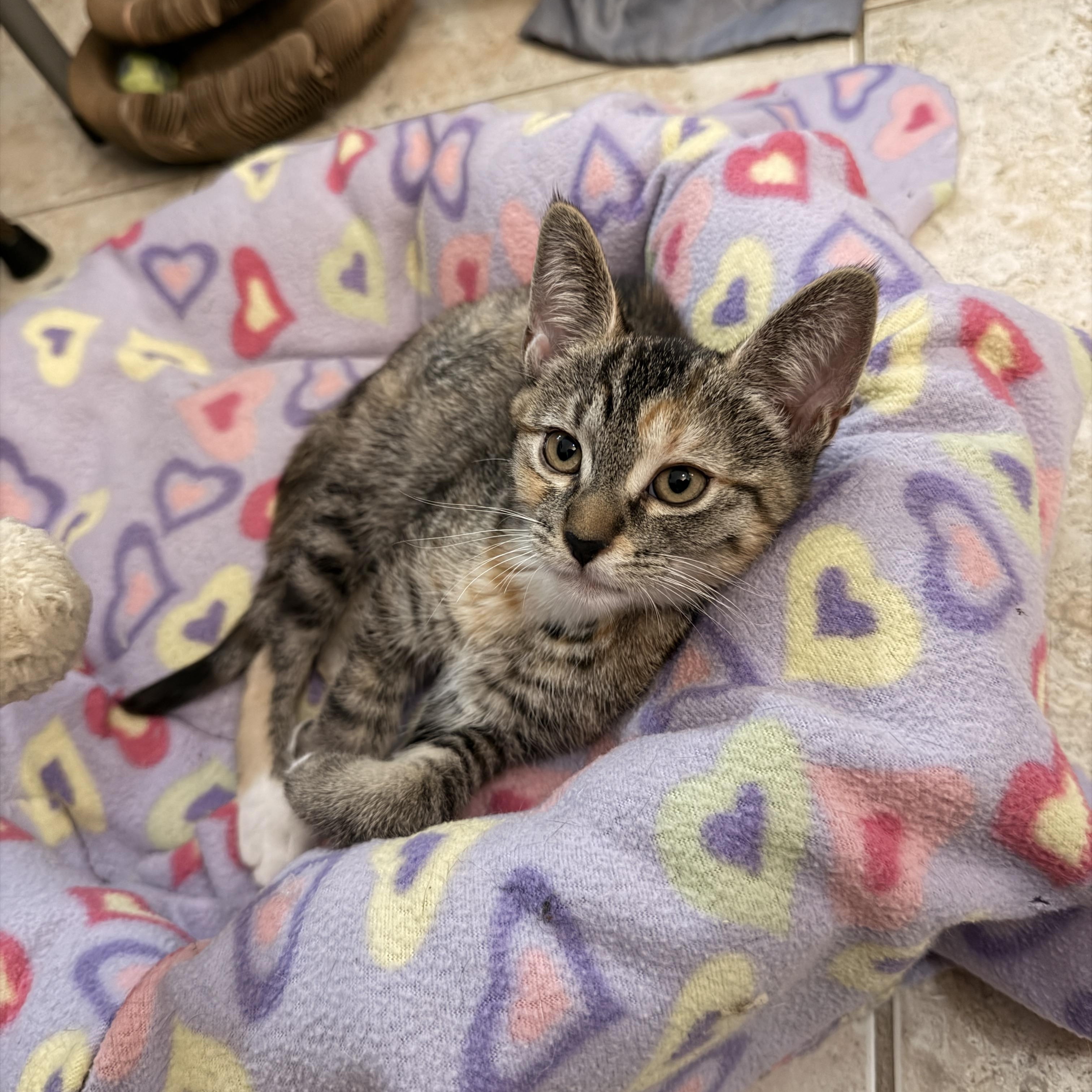 Sweet Emmie, a ADOPTABLE mixed breed in Boca Raton, FL image 4/6