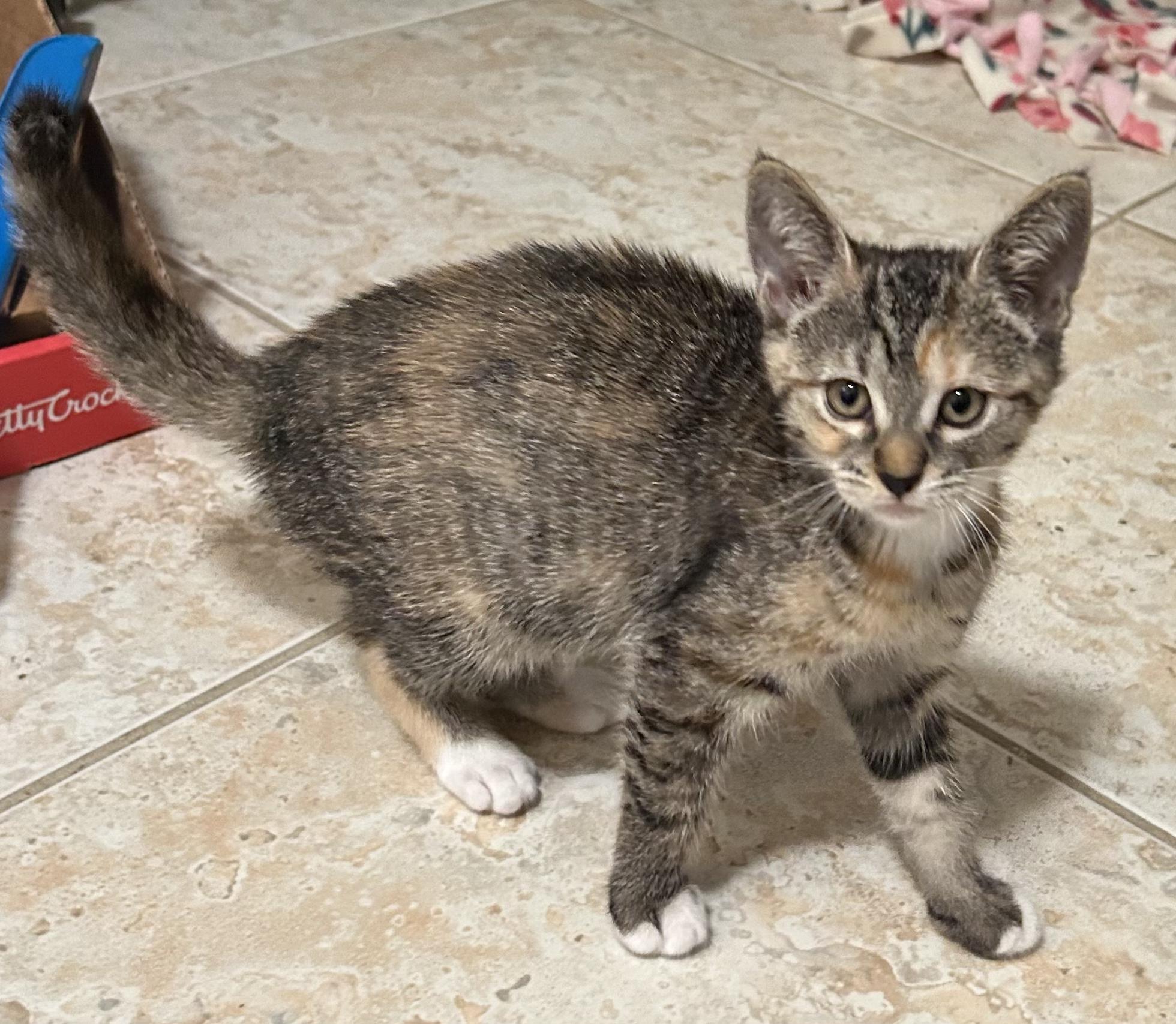 Enlarge Sweet Emmie, a ADOPTABLE mixed breed in Boca Raton, FL image 3/5