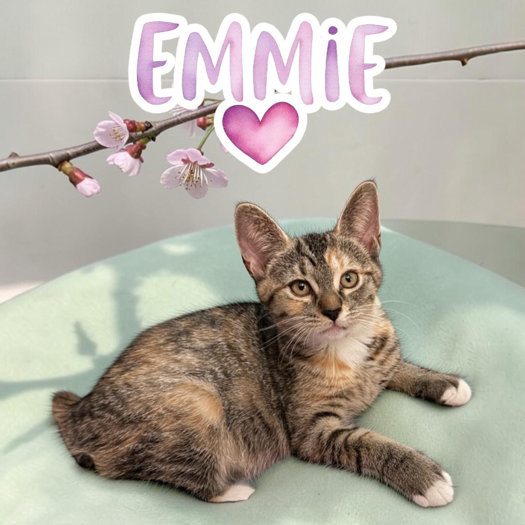 Sweet Emmie, a ADOPTABLE mixed breed in Boca Raton, FL image 2/6