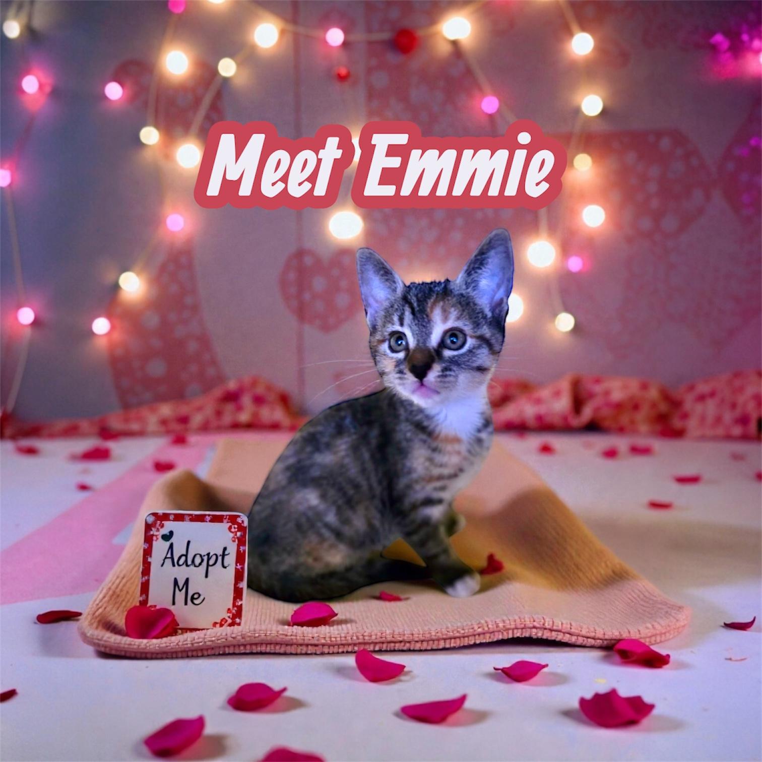 Sweet Emmie, ADOPTABLE, Kitten Female Domestic Short Hair & Tortoiseshell.
