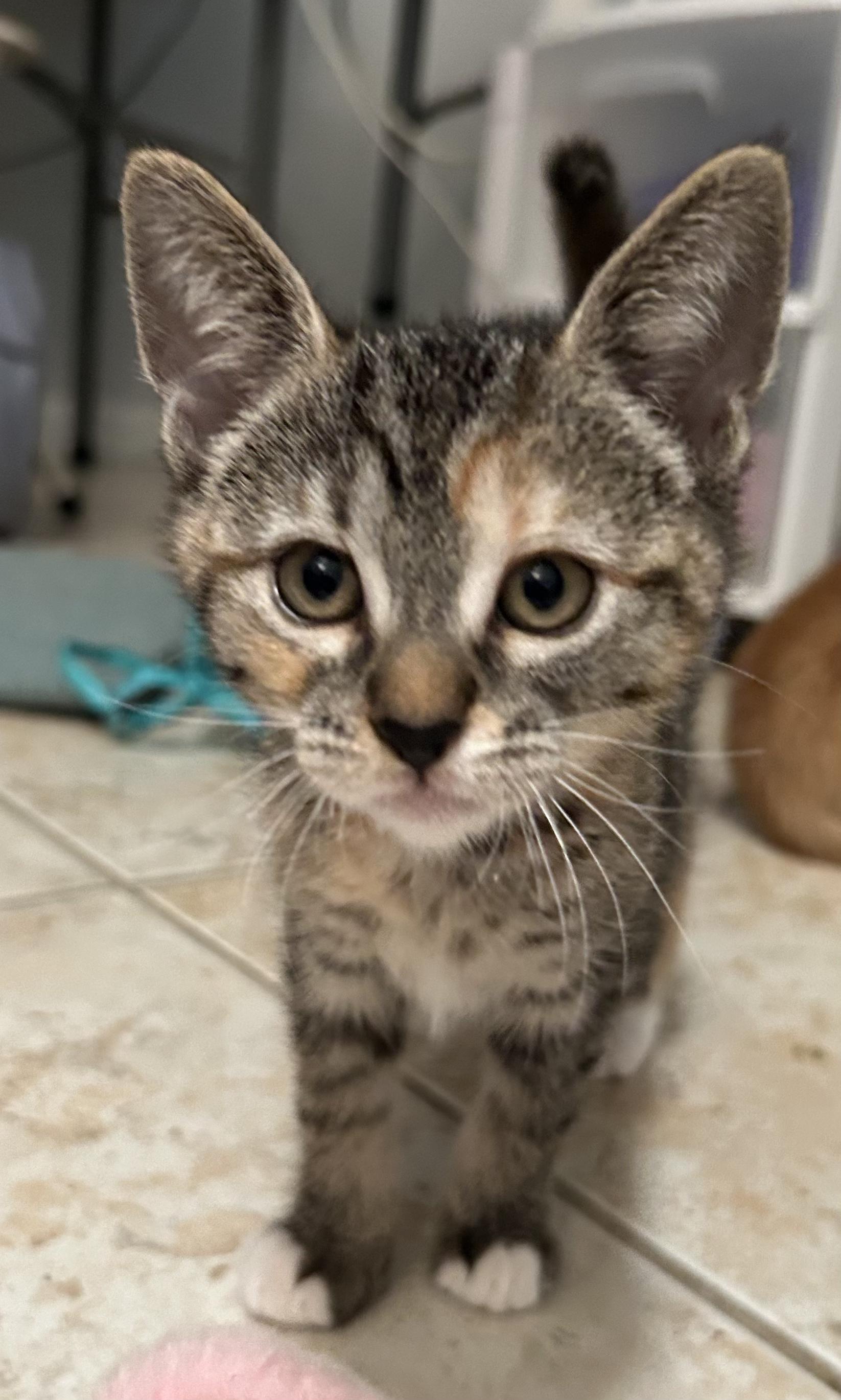 Enlarge Sweet Emmie, a ADOPTABLE mixed breed in Boca Raton, FL image 5/5