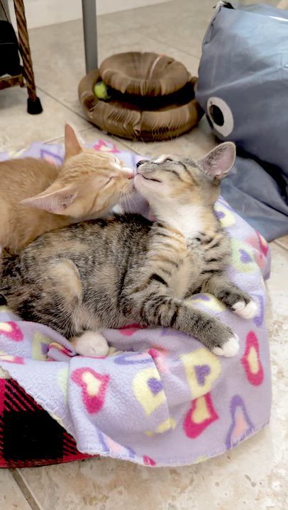 Enlarge Sweet Emmie, a ADOPTABLE mixed breed in Boca Raton, FL video 3/6