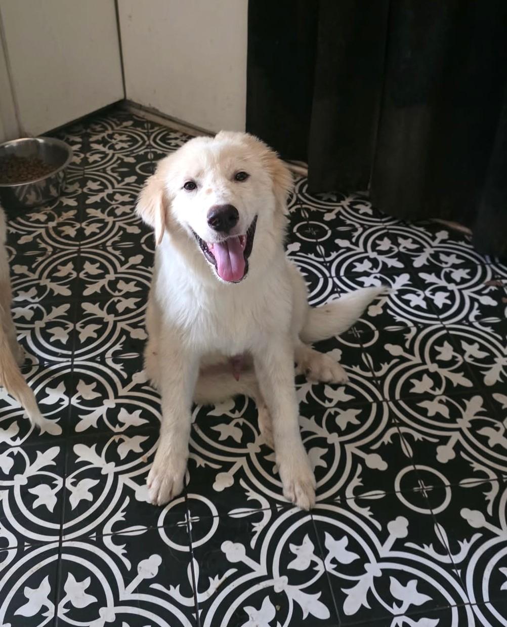 Enlarge Hamish SAT, a Adoptable mixed breed in Saint Jo, TX image 1/1