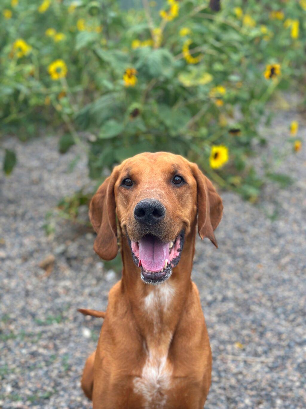Wyatt - LONG STAY, an adoptable Hound in Billings, MT, 59102 | Photo Image 1