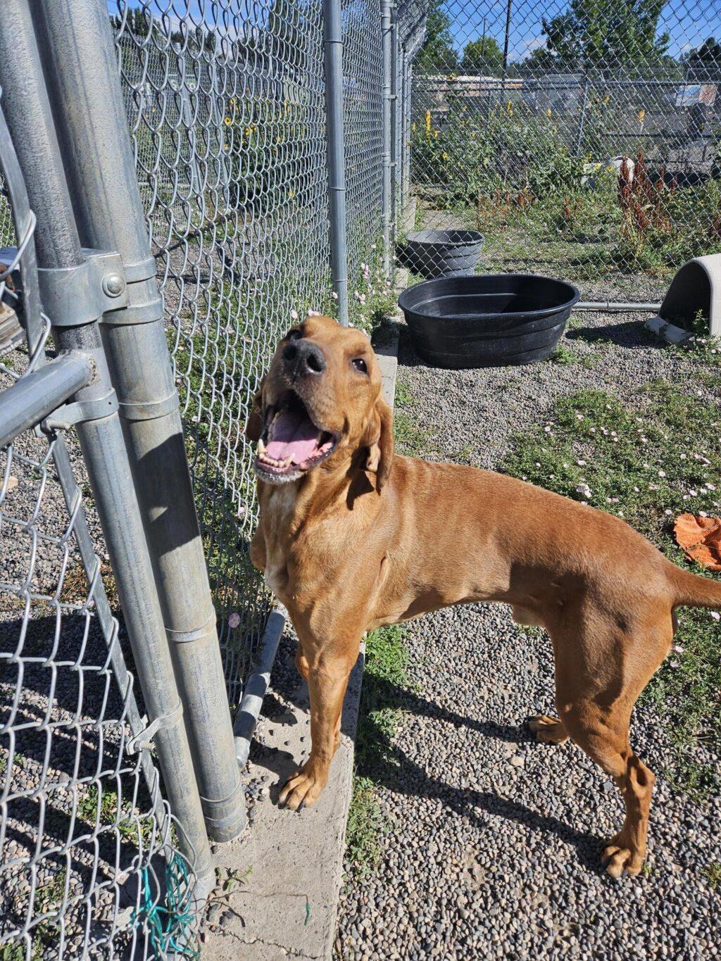 Wyatt - LONG STAY, an adoptable Hound in Billings, MT, 59102 | Photo Image 2