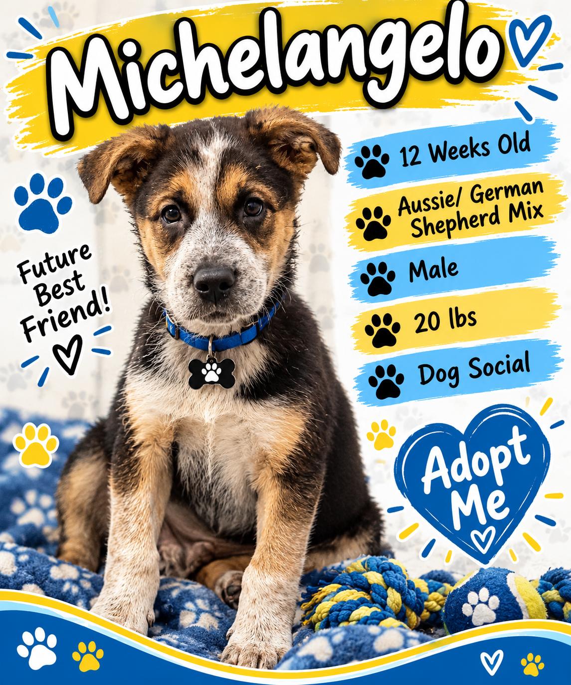 Enlarge Michaelangelo, a Adopted mixed breed in Rock Hill, NY image 1/1