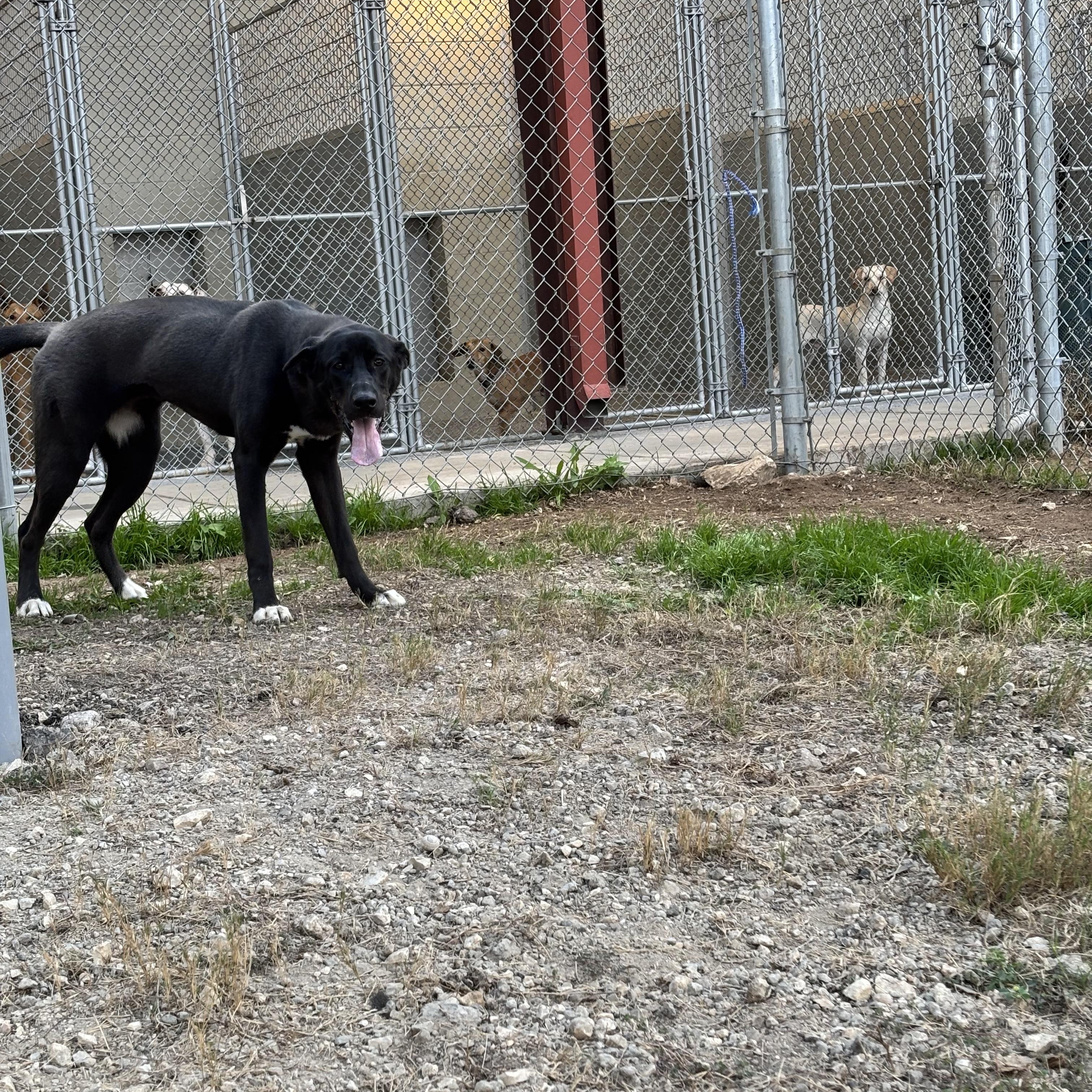 Enlarge Roxie, a Adoptable mixed breed in Converse, TX image 1/6