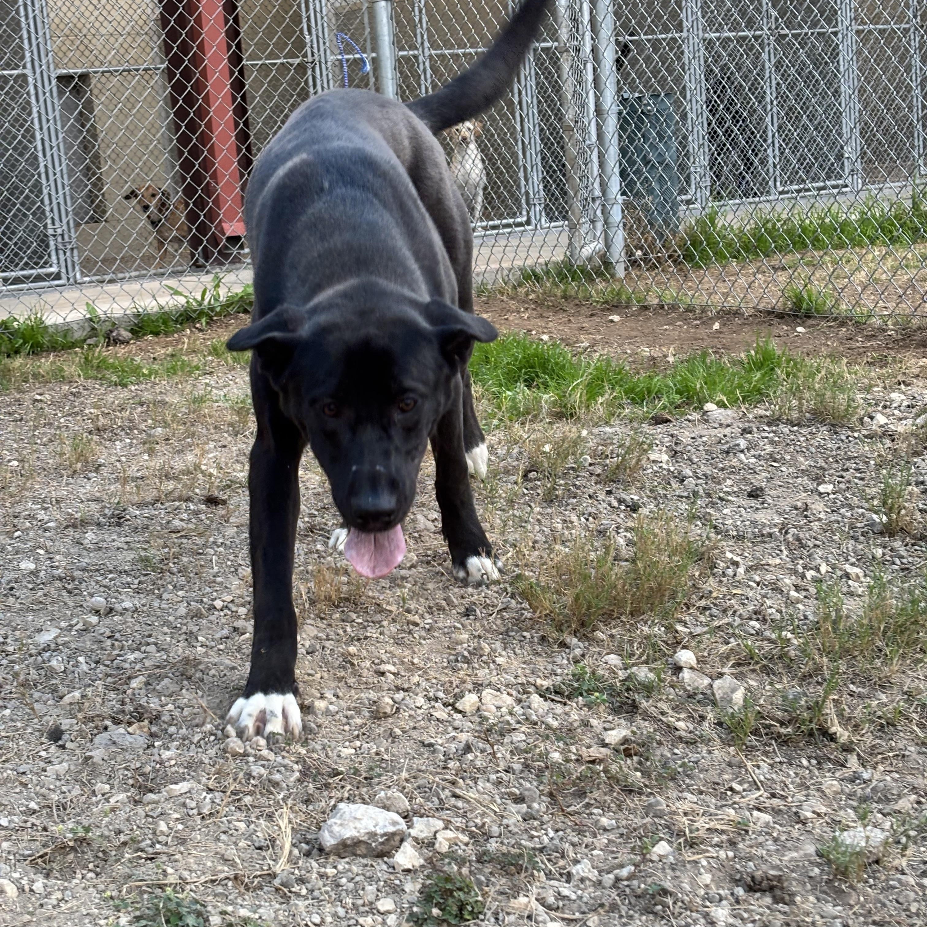 Enlarge Roxie, a Adoptable mixed breed in Converse, TX image 2/6