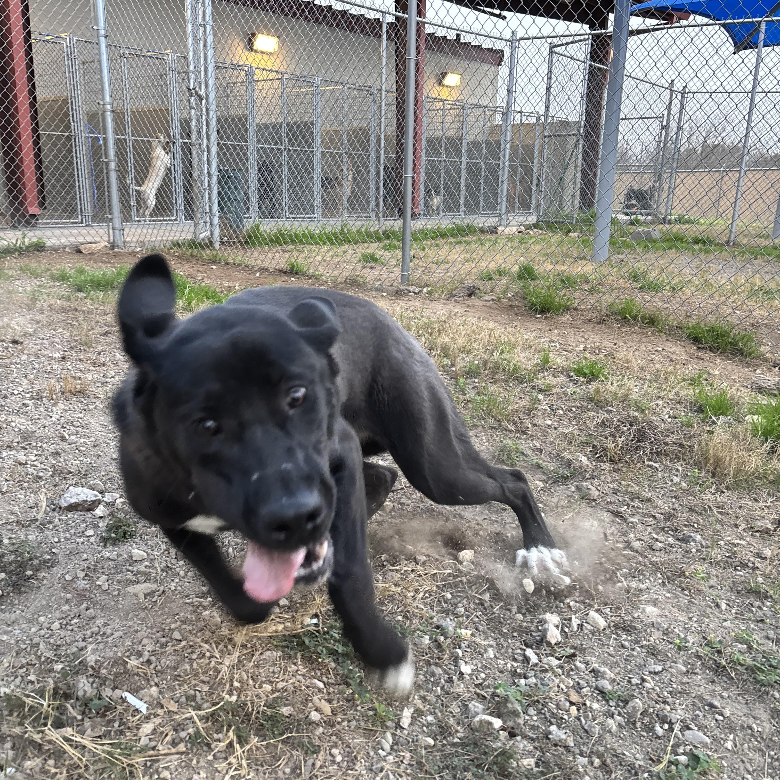 Enlarge Roxie, a Adoptable mixed breed in Converse, TX image 3/6