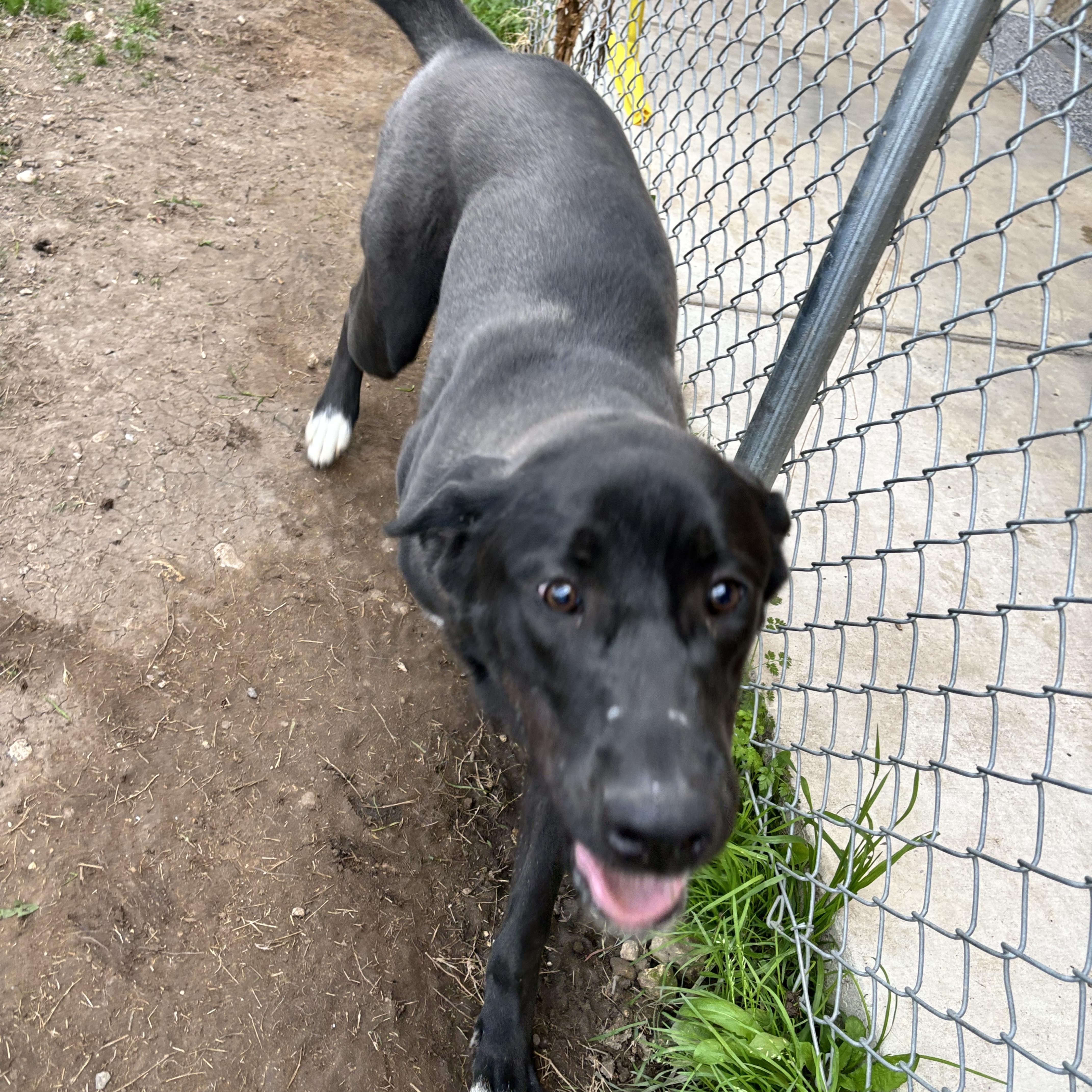 Enlarge Roxie, a Adoptable mixed breed in Converse, TX image 5/6