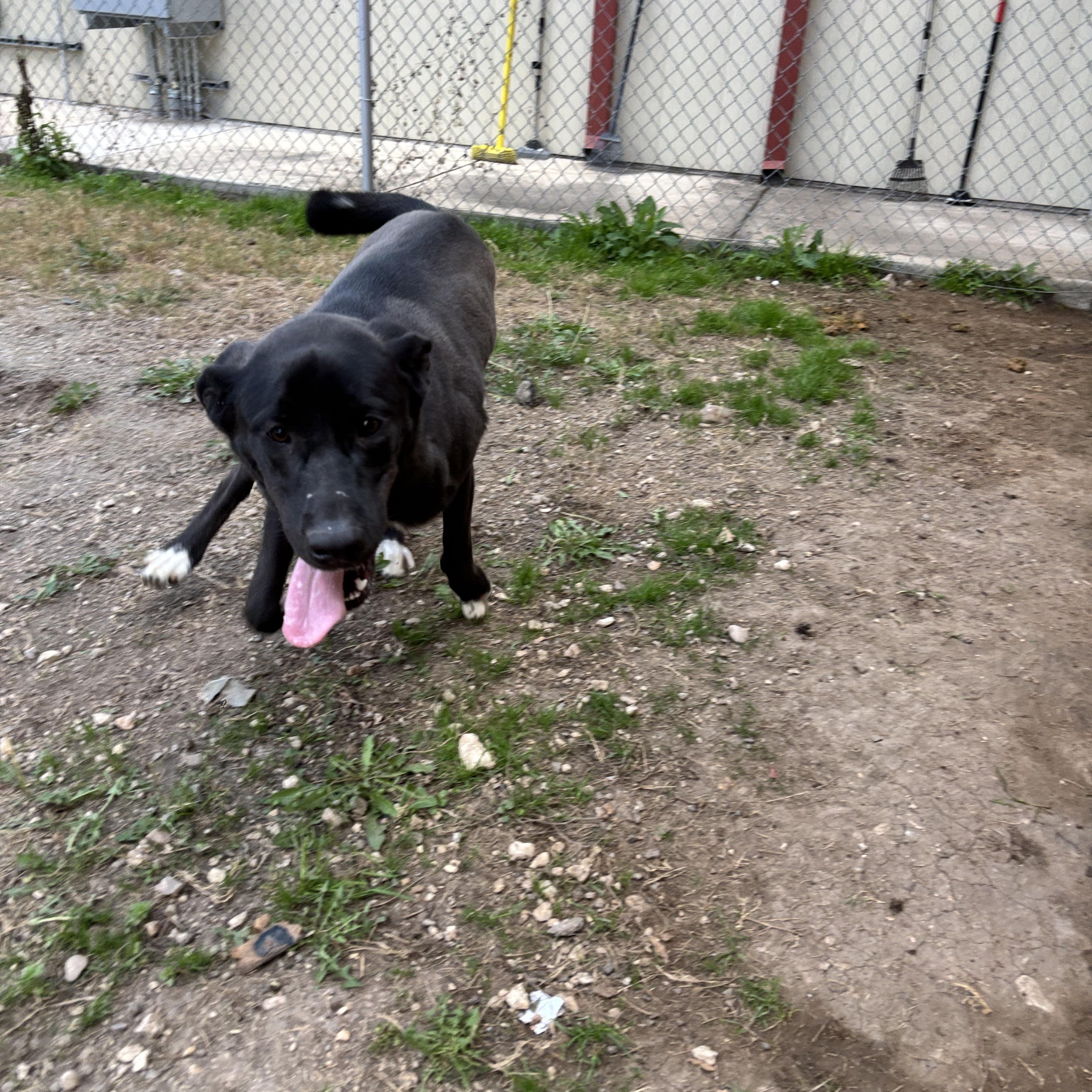 Enlarge Roxie, a Adoptable mixed breed in Converse, TX image 6/6