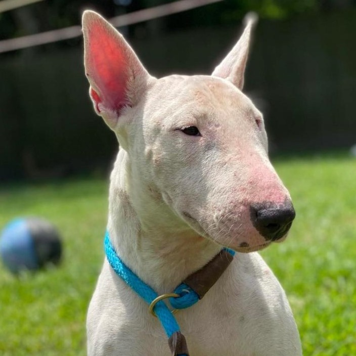Paloma, a Adoptable Bull Terrier in Glenwood, AR image 1/4