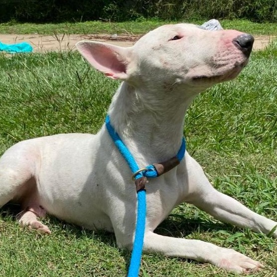 Paloma, a Adoptable Bull Terrier in Glenwood, AR image 2/4