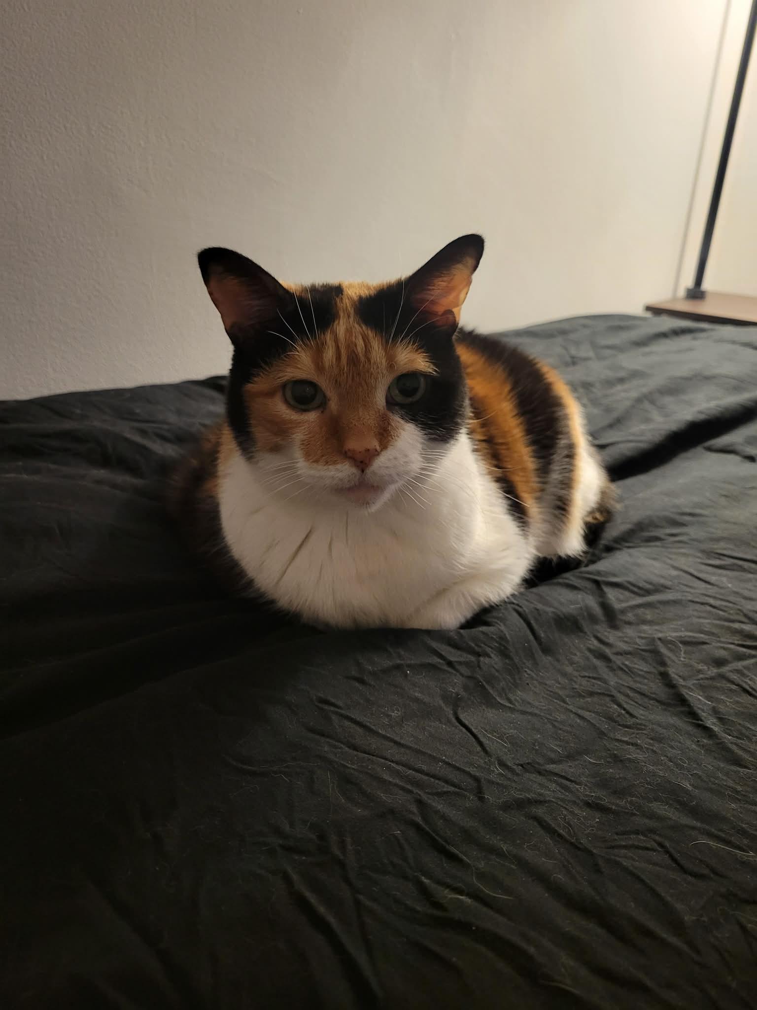 May, a ADOPTABLE Calico in Orleans, ON image 2/6