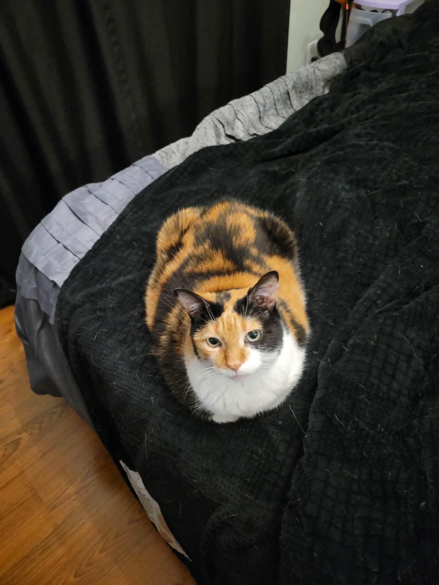 May, a ADOPTABLE Calico in Orleans, ON image 5/6