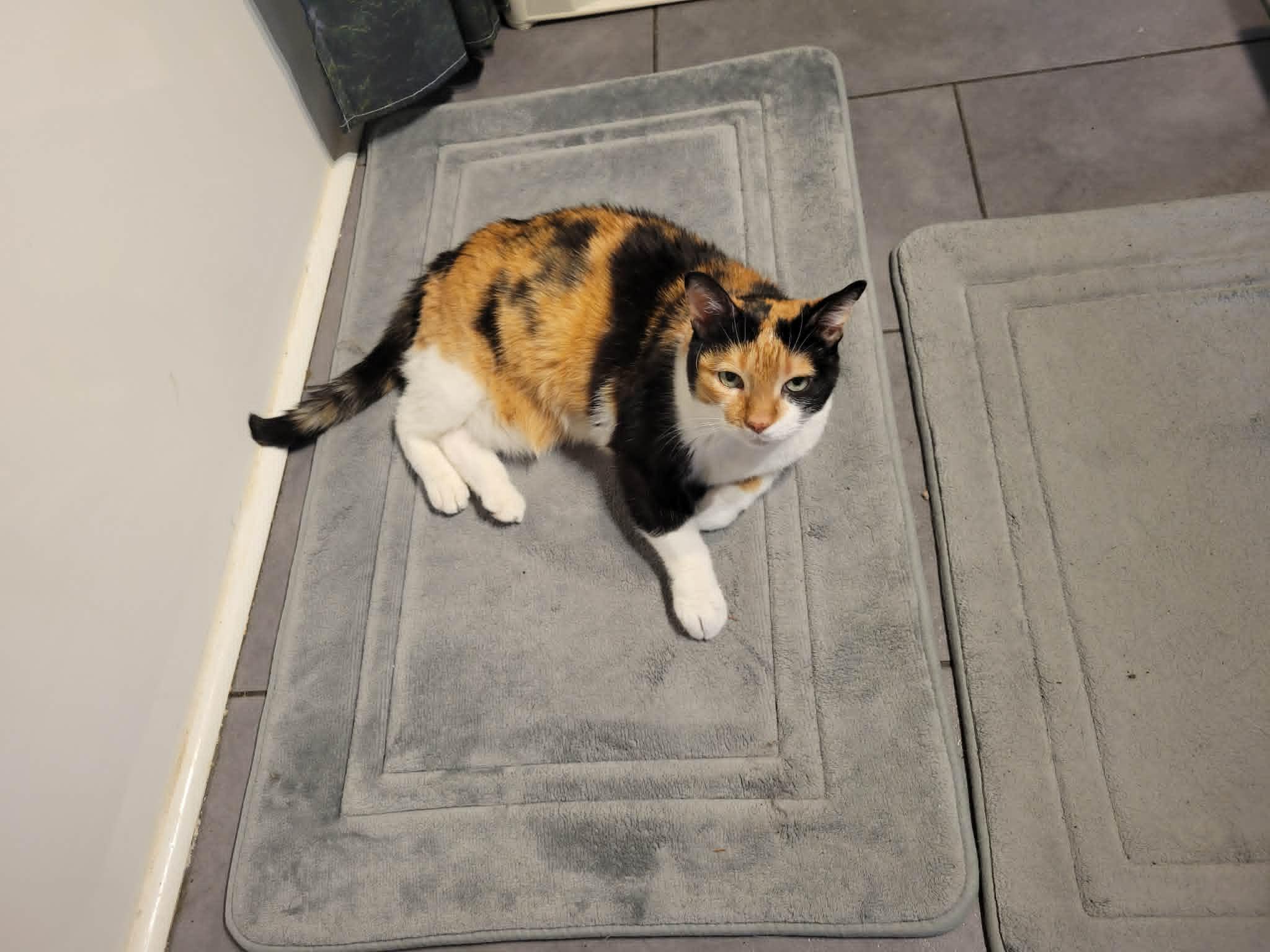 May, a ADOPTABLE Calico in Orleans, ON image 4/6