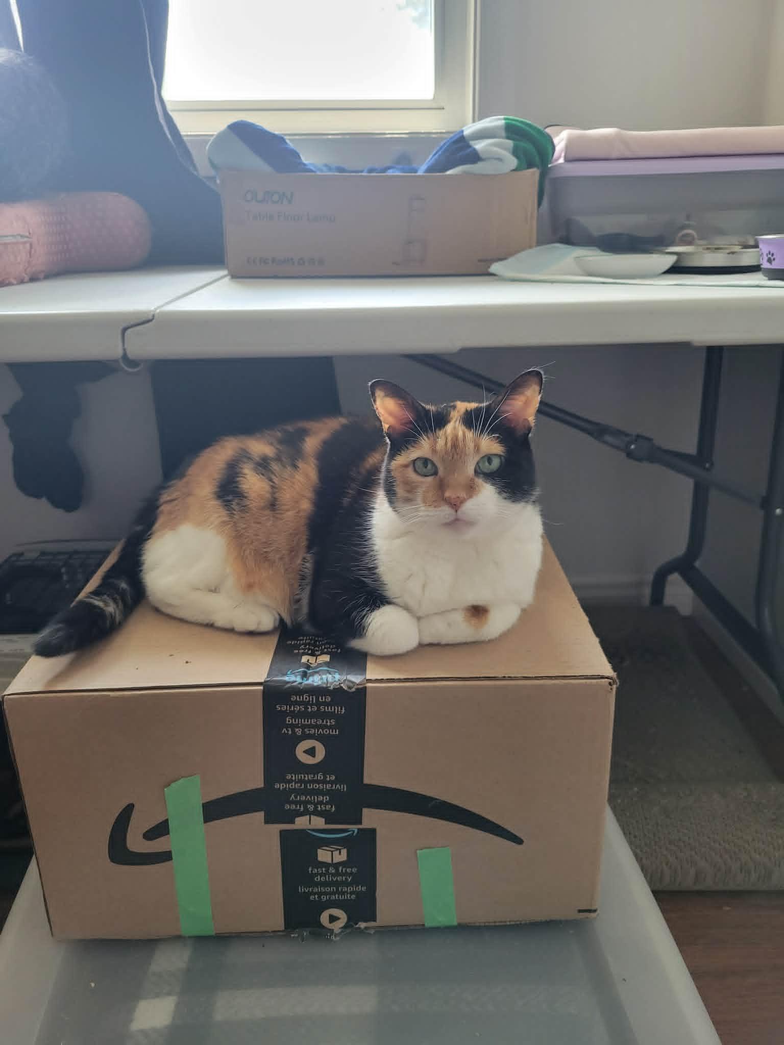 May, ADOPTABLE, Senior Female Calico.