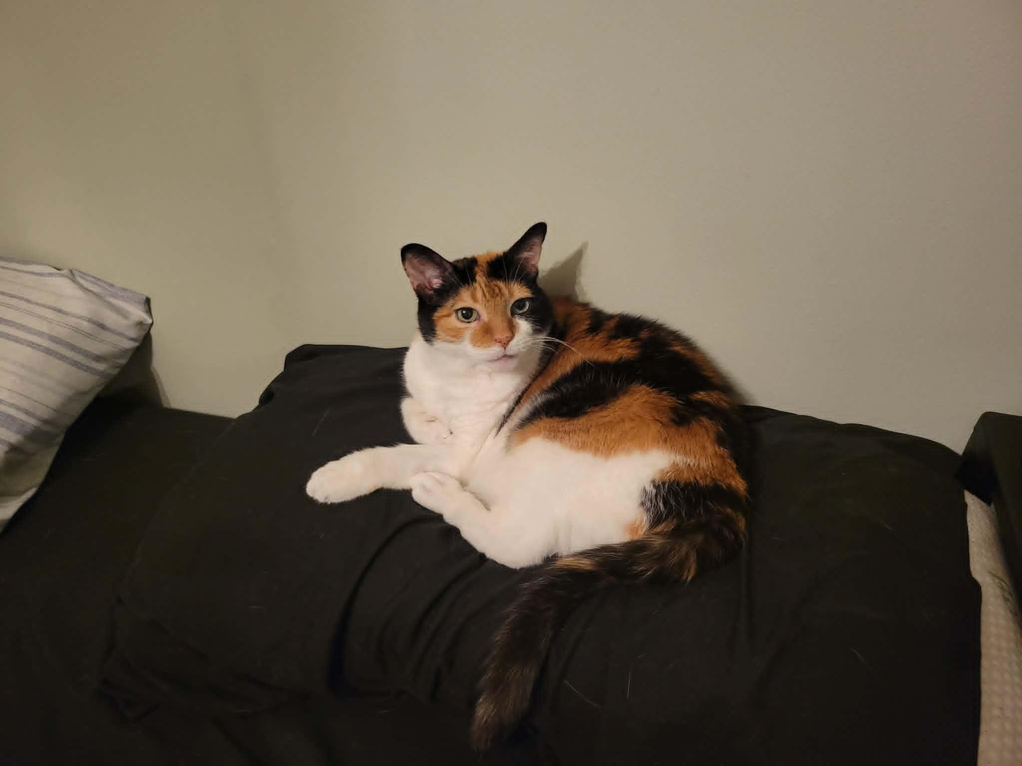 May, a ADOPTABLE Calico in Orleans, ON image 6/6